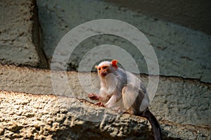 The silvery marmoset, Mico argentatus photo