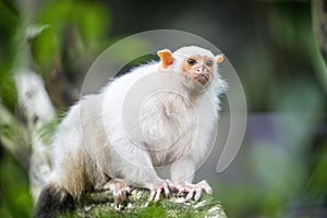 The silvery marmoset (Mico argentatus) photo