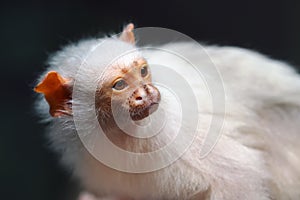 The silvery marmoset (Mico argentatus), portrait with dark background. photo