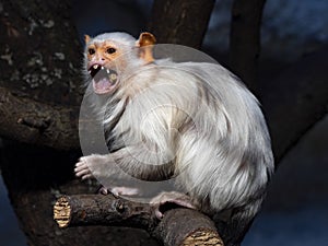 Silvery Marmoset, Mico argentatus, shows decayed teeth photo