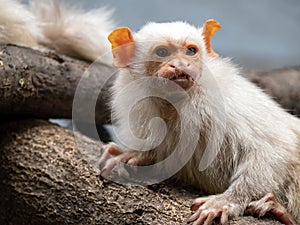 The Silvery Marmoset, Mico argentatus, sits on a branch and observes the surroundings photo