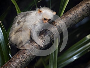 Silvery Marmoset, Mico argentatus, sits on a branch and watches the surroundings photo