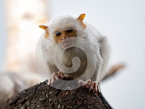 Silvery Marmoset, Mico argentatus, a small silver primate from the rain forest photo