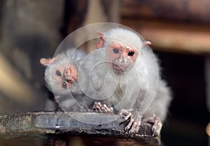 Silvery marmoset primate photo
