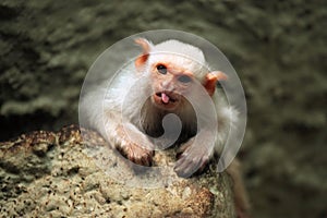 Silvery marmoset (Mico argentatus). photo