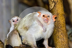 Silvery marmosets (Callithrix argentata)