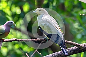 Silvery pigeon or Columba argentina