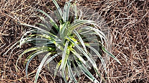 Silvery Sunproof Liriope - Liriope 'Silvery Sunproof' in pine straw bed photo