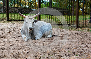 Silvery-white Hungarian Grey, also known as the Hungarian Grey Steppe, cow Bos taurus lying on the ground