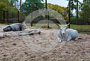 Silvery-white Hungarian Grey, also known as the Hungarian Grey Steppe, cow Bos taurus lying on the ground