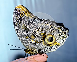 A silvery-yellow big butterfly sits folding its wings on a human