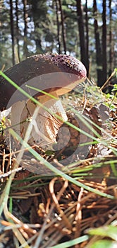 Silvetre mushroom in full nature in the sunlight photo