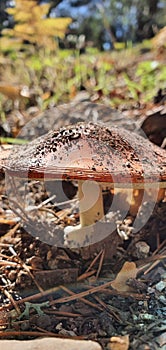 Silvetre mushroom in full nature in the sunlight photo