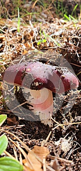 Silvetre mushroom in full nature in the sunlight photo