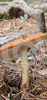 Silvetre mushroom in full nature in the sunlight photo