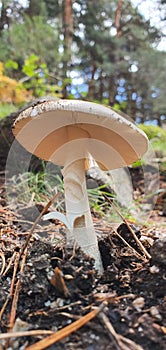 Silvetre mushroom in full nature in the sunlight photo