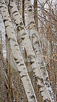 Silvler birch treetrunks forest detail - Betula pendula photo