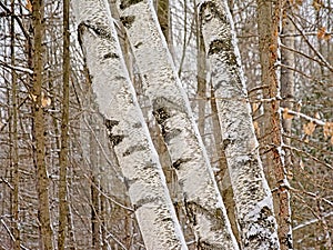 Silvler birch treetrunks forest detail - Betula pendula photo