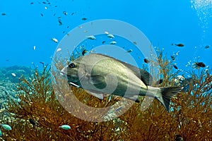 Silwer sweetlips fish photo