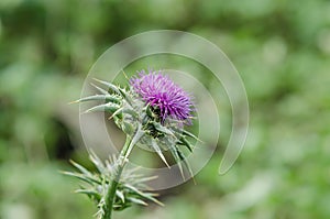 Silybum marianum,