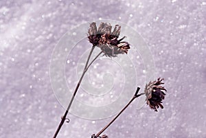 Silybum marianum cardus marianus, milk thistle, blessed milkthistle, Marian thistle, Mary thistle or Scotch thistle dry flowers