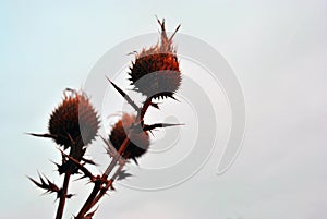 Silybum marianum cardus marianus, milk thistle, blessed milkthistle, Marian thistle, Mary thistle or Scotch thistle dry flowers