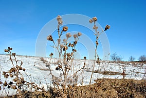 Silybum marianum cardus marianus, milk thistle, blessed milkthistle, Marian thistle, Mary thistle or Scotch thistle dry flowers