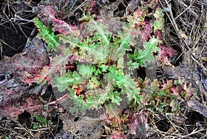 Silybum marianum cardus marianus, milk thistle, blessed milkthistle, Marian thistle, Mary thistle or Scotch thistle photo