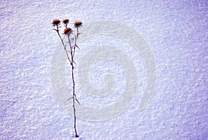 Silybum marianum cardus marianus, milk thistle, blessed milkthistle, Marian thistle, Mary thistle or Scotch thistle dry flowers