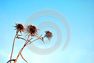 Silybum marianum cardus marianus, milk thistle, blessed milkthistle, Marian thistle, Mary thistle or Scotch thistle dry flowers