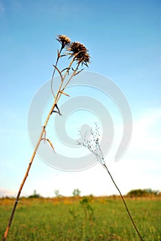 Silybum marianum cardus marianus, milk thistle, blessed milkthistle, Marian thistle, Mary thistle or Scotch thistle dry flowers