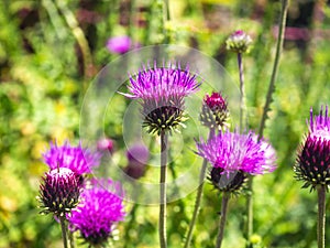 Silybum marianum flowers - milk thistle spotted in the forest