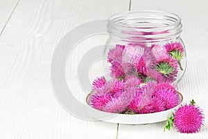 Silybum marianum milk thistle herb in a bowl