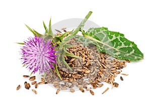 Silybum marianum Milk Thistle.