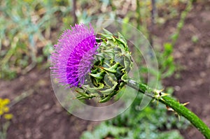 Silybum marianum officinal grass photo