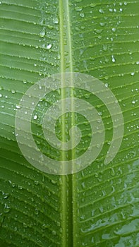 Simalungun, Indonesia. Raindrops in the green banana leaf