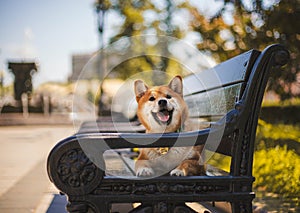 Simba is sitting on a bench