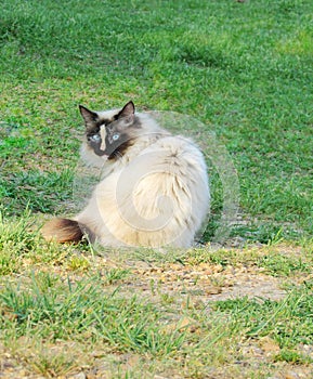 Simease American bobtail manx cat