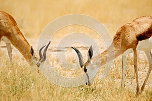 Simetry Springbok