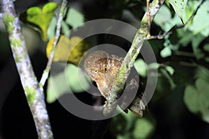 Simeulue scops owl