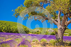 Simiane la Rotonde village with lavender field in Provence, France photo