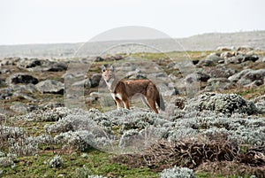 Simien wolf