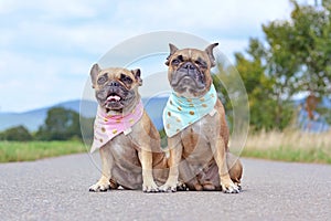 Similar looking brown French Bulldogs sitting next to eacth other wearing matching baby blue and baby pink neckerchiefs