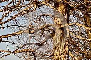 Similar to the phenomenon in winter. The bark of the trunk and twigs is deeply wrinkled in irregular layers, the balls are prickly