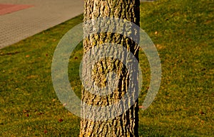 Similar to the phenomenon in winter. The bark of the trunk and twigs is deeply wrinkled in irregular layers, the balls are prickly