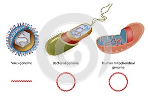Types of genome in virus, bacteria and human mitochondria. Diagram of closed circular DNA and linear DNA photo