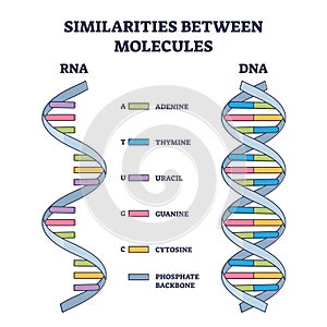 Similarities between RNA and DNA molecules, illustrated outline diagram