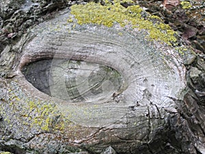 The similarity with the eye of a crocodile