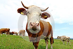 Simmental beef with horns on a pasture