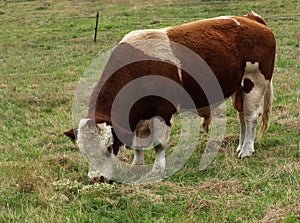 Simmental bull Australian beef cattle breed